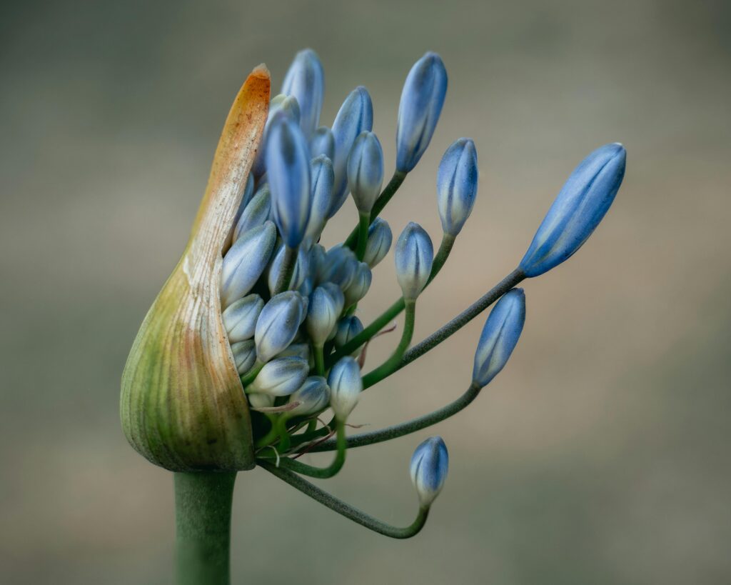 pexels-photo-3686216-3686216 Macro image of blue Agapanthus buds blooming, showcasing nature's beauty in Sydney garden.